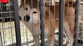Balvanera: rescataron a 23 perros que estaban hacinados en un criadero ilegal