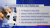 Muscatine animal shelter dealing with Canine Distemper Virus