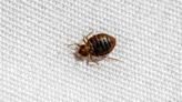 DC ranks in top 10 worst cities for bed bugs in the country