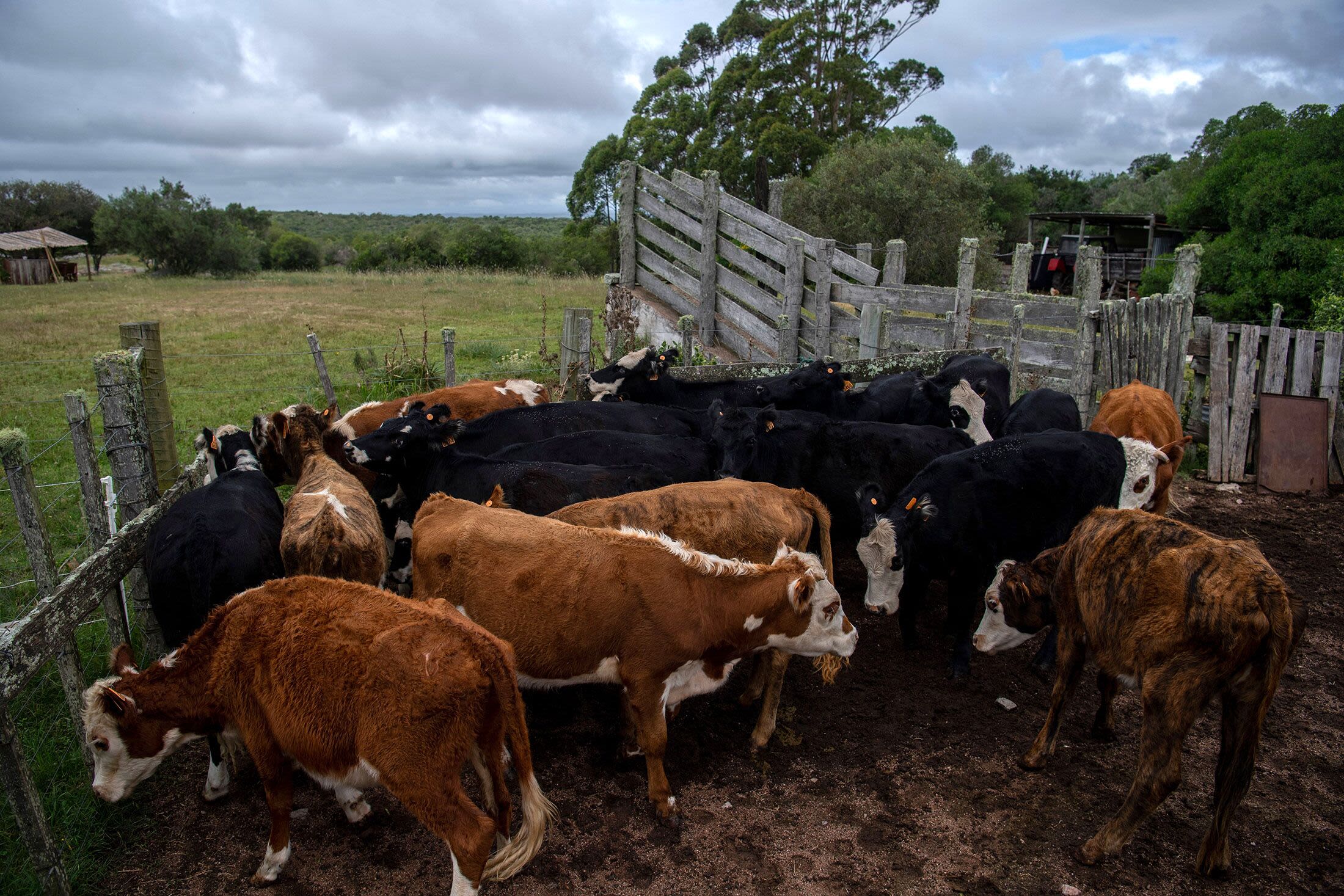 Beef Giants’ Deal Takes a Hit as Uruguay Vetoes Transaction