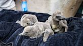 Santa Barbara Zoo welcomes three new Humboldt baby penguins