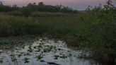 DeSantis Approves $1.5 Billion For Everglades Restoration | US 103.5 | Florida News