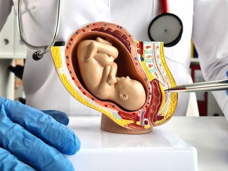 Artificial placenta: A new lifeline for premature babies?