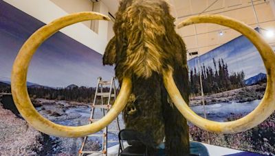 This Common Spring Sickness Could Be Part Of The Reason Why We Don’t Have Mammoths