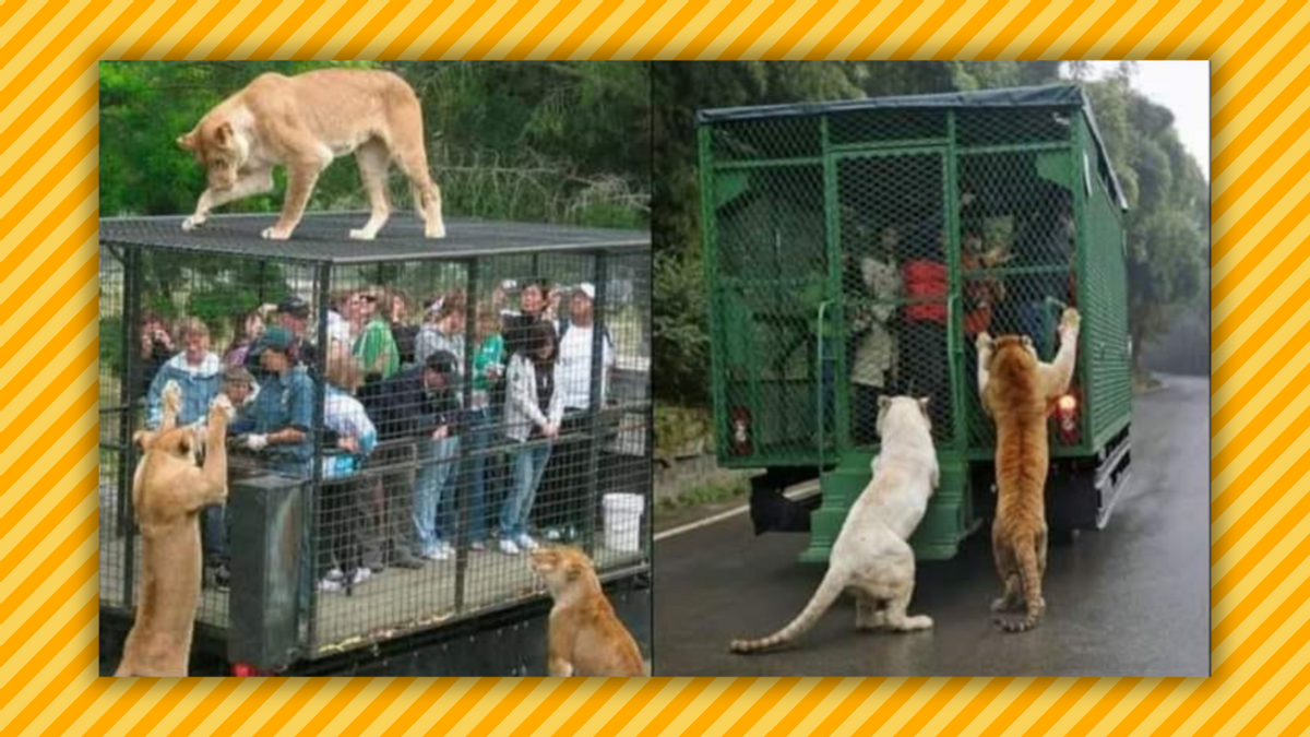 Fact Check: 'Reverse Zoo' in China Allegedly Cages Human Visitors and Lets Animals Roam Free