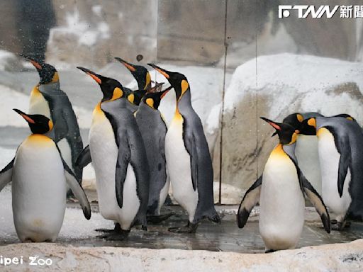 日客評「台動物園老舊」可以不用來 網回：動物養得好才是重點