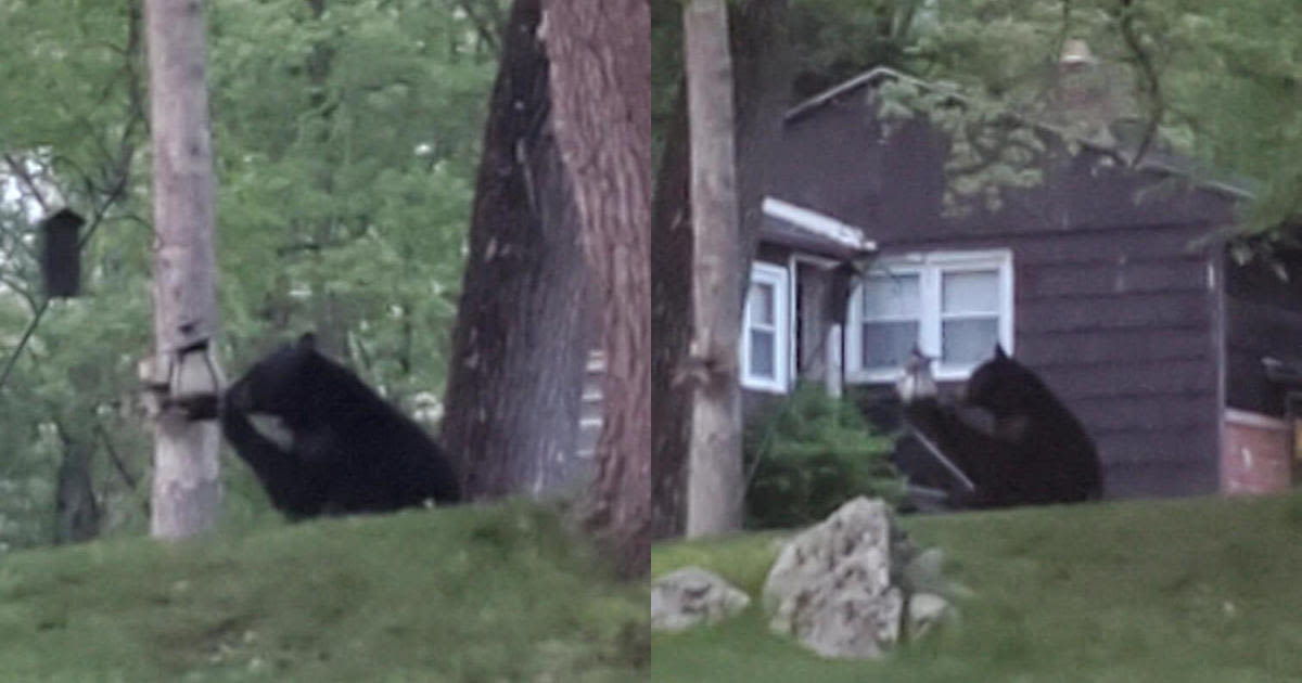 Police alert residents in central Massachusetts town of bear sighting: "This isn't Yogi"