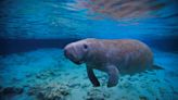 67-year-old manatee held in decades-long captivity to be relocated amid public outcry: ‘The time has come to break the cycle’