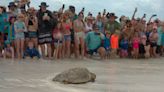 Gulfarium CARE Center releases five sea turtles back into the Gulf of Mexico