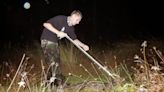 Otro reptil invade los pantanos de los Everglades. Científicos lo están erradicando