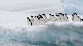 Deadly bird flu hits Antarctica for first time, threatening penguins