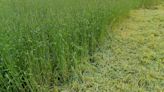 In wet conditions, use a weed whacker to cut winter rye cover crop to save soil structure