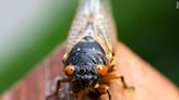 Tennesseans most interested in eating cicadas, data suggests - WBBJ TV