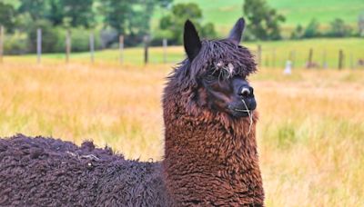 Hilarious Traveler Almost Misses Flight Out of Portland Because of Llamas at the Airport