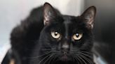 Día de Apreciación del Gato Negro, ¿de dónde salió la superstición en contra de estos animalitos?