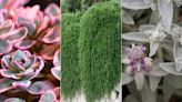 Best drought-tolerant ground cover plants – 12 low-growing options for dry spells