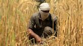 Why are Pakistan’s wheat farmers protesting against the government?
