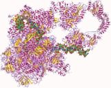 RNA polymerase