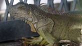 ‘It’s huge’: Florida man finds iguana hiding in his toilet