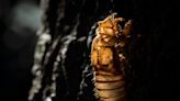 Robin Ganzert: Keep animal welfare a priority as ‘Cicadageddon’ hits