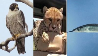 Falcão, guepardo ou peixe-agulhão? Veja qual é o animal mais rápido do mundo