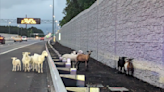Sheep, goats end up on Virginia highway after escaping farm