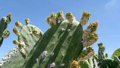 En Afrique du Nord, les précieuses figues de barbarie décimées par un insecte