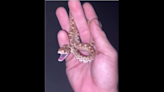 Listen as ‘feisty’ little snake produces odd raspy hisses in Arizona desert