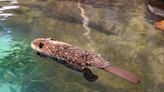 Wildlife Rehabilitator Takes in Adorable Baby Beaver After Its Home Was Destroyed