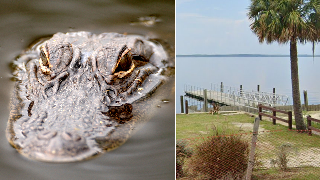 Florida man bitten in 'extremely rare' alligator attack has part of arm amputated