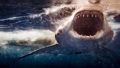 6 US beaches most prone to shark encounters