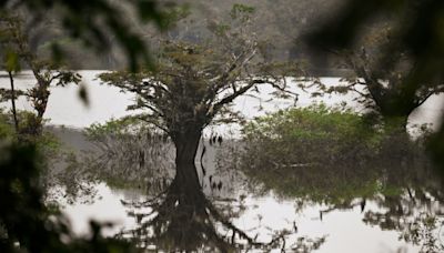 Cambio climático y deforestación amenazan al humedal mejor conservado de Ecuador