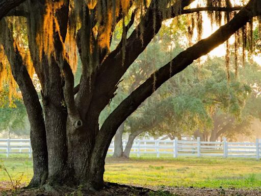 From Newton's apple tree to Buddha's Bodhi tree: Iconic trees that still exist - Times of India