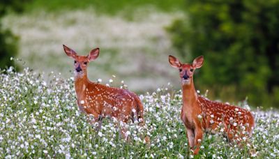 Pair of Fawns Playing in the Sunshine Reminds People to Appreciate the Little Things