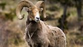 Montana Man, 80, Pleads Guilty to Nearly 'Decade-Long' Effort to Breed 'Giant Sheep Hybrids'