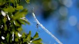 They’re big. They’re colorful. But Joro spiders aren’t nightmare fodder