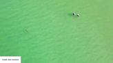 VIDEO: Shark lurks near swimmers off Honeymoon Island