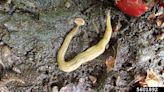 Watch out for this invasive and toxic hammerhead worm