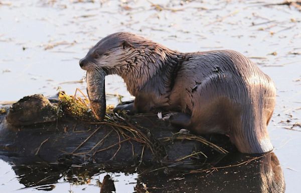 River otter attacks mother, child while walking on marina dock: Officials