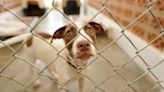 Franklin County Dog Shelter full, offering adoptions for $18