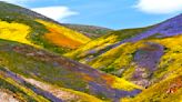 Will 2024 give us a superbloom — and where to see wildflowers now