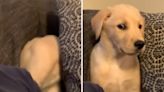 Relatable moment puppy decides to "scream into a pillow"