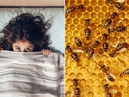 North Carolina child says she hears 'monsters' in the wall, turns out to be 50K buzzing bees