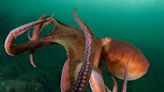 Scientists see surprising brain activity in sleeping octopuses that could mean they dream like us