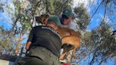 Dog survives Hurricane Ian after hiding out on top of RV for nine days