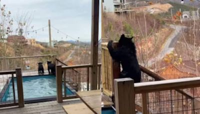 Watch: Bear Cubs Take A Dip In A Hotel Swimming Pool - News18