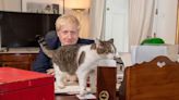 「鞋子裡大便」逼退強生！ 「英國首相貓」推文：不用謝謝我