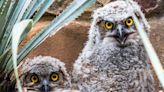 Athena the Great Horned Owl gives birth to two owlets