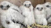 Westchester Students Help Name Baby Falcons Born On Top Of New Tappan Zee Bridge