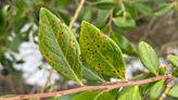 Blueberry leaf rust identified in Mississippi